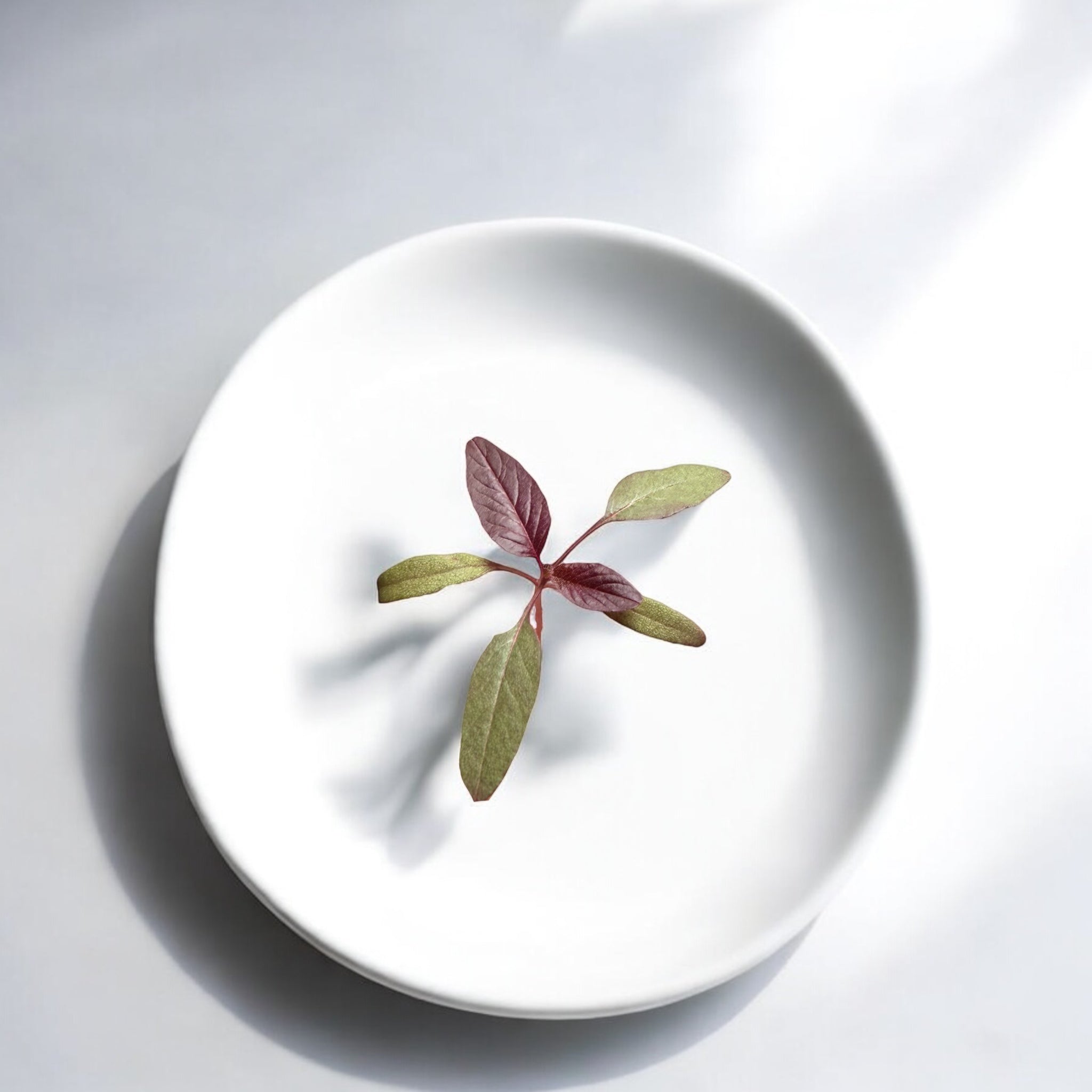 Amaranth microgreens with electric neon magenta leaves and vibrant pink stems ideal for dessert plating from Casa Verde