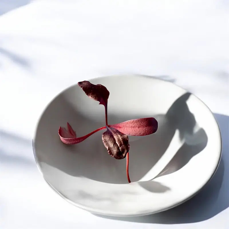 Micropousses de Betterave rouge sang de taureau — Casa Verde Microfarm