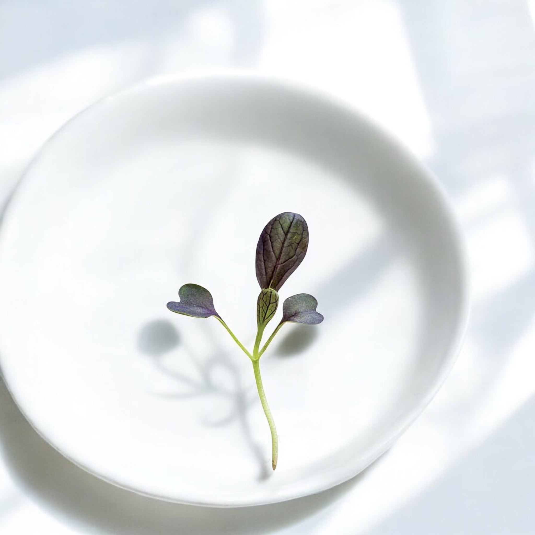 Micropousses de Bok choy rouge — Casa Verde Microfarm