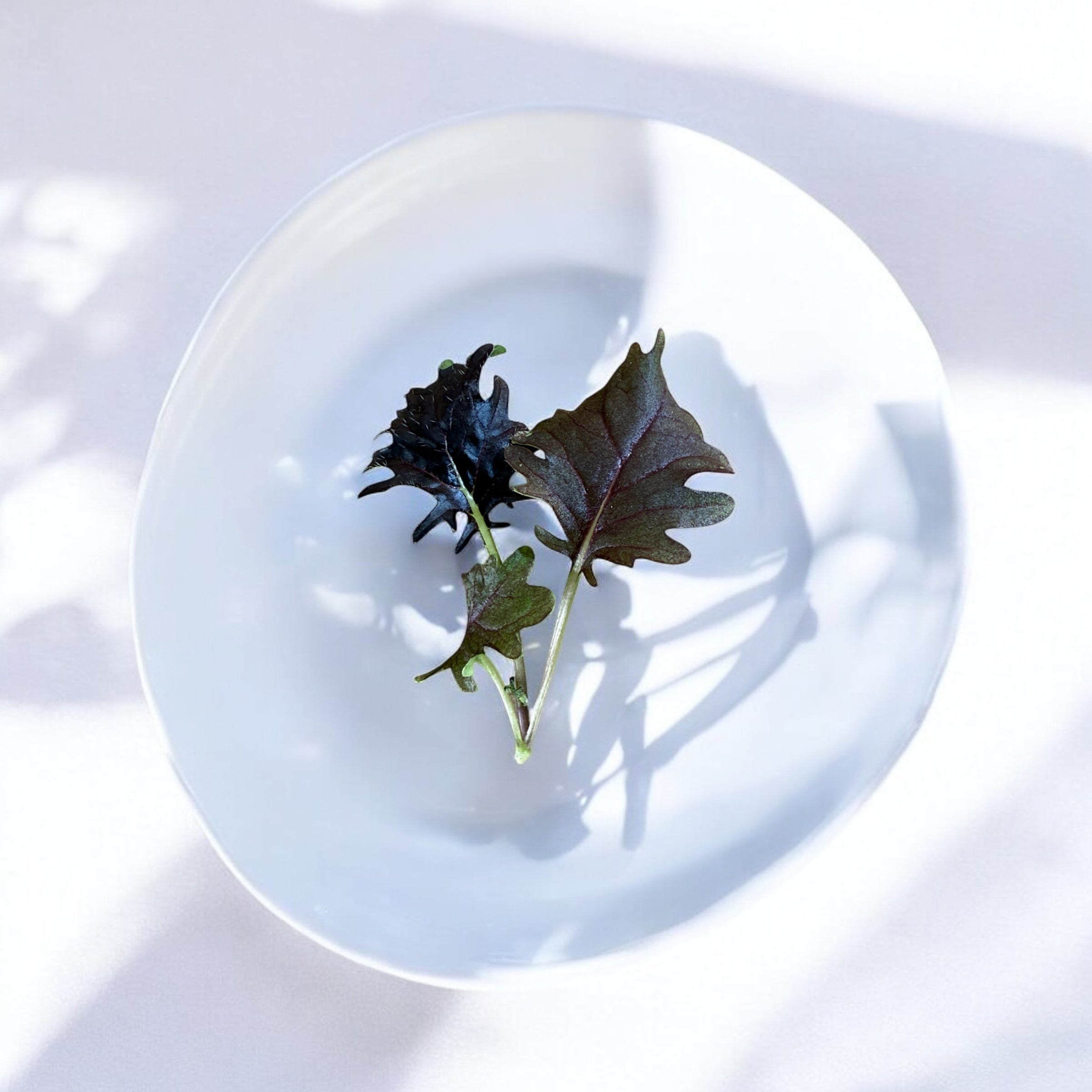 Micropousses de Moutarde de Komatsuna — Casa Verde Microfarm