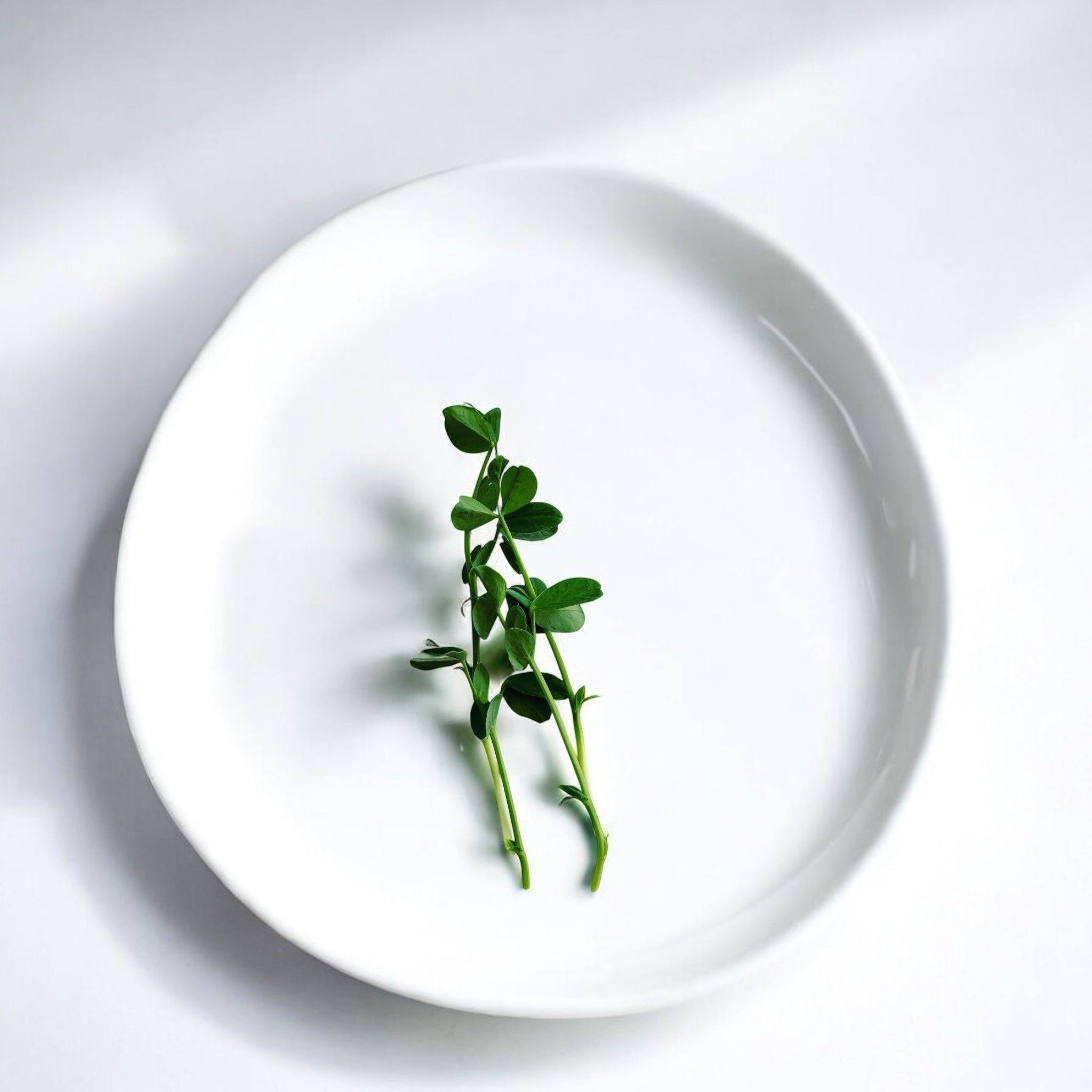 Micropousses de Pois mouchetés — Casa Verde Microfarm