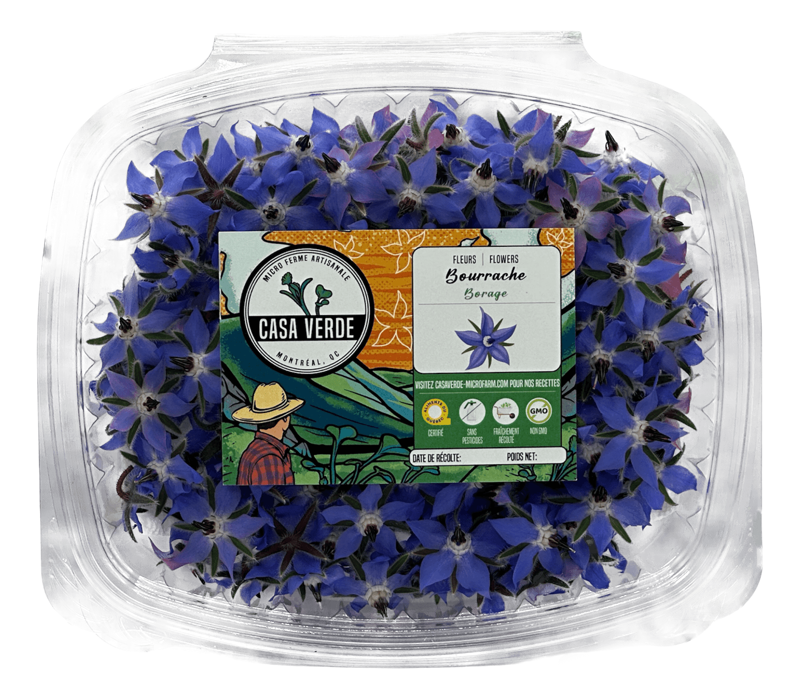 Micropousses de Fleurs comestibles de bourrache — Casa Verde Microfarm