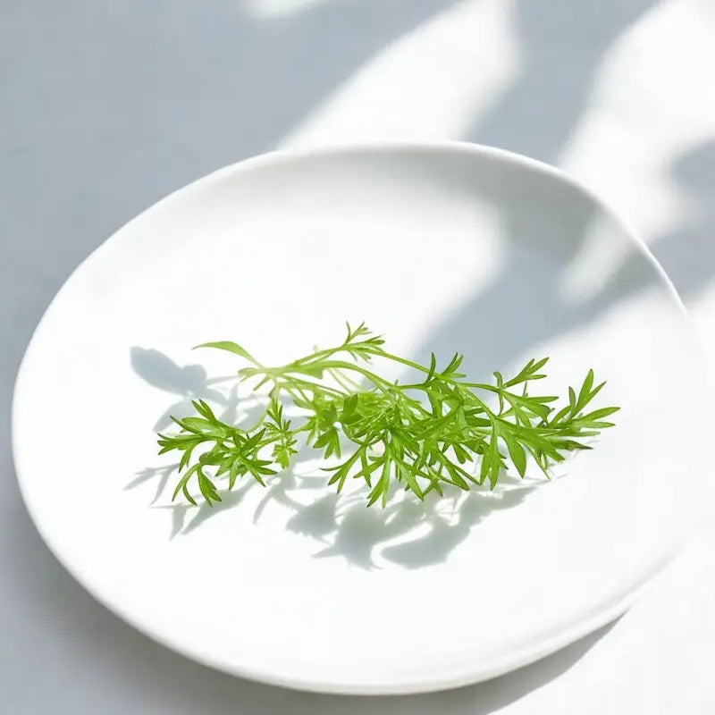 Micropousses de Confettis à la coriandre — Casa Verde Microfarm