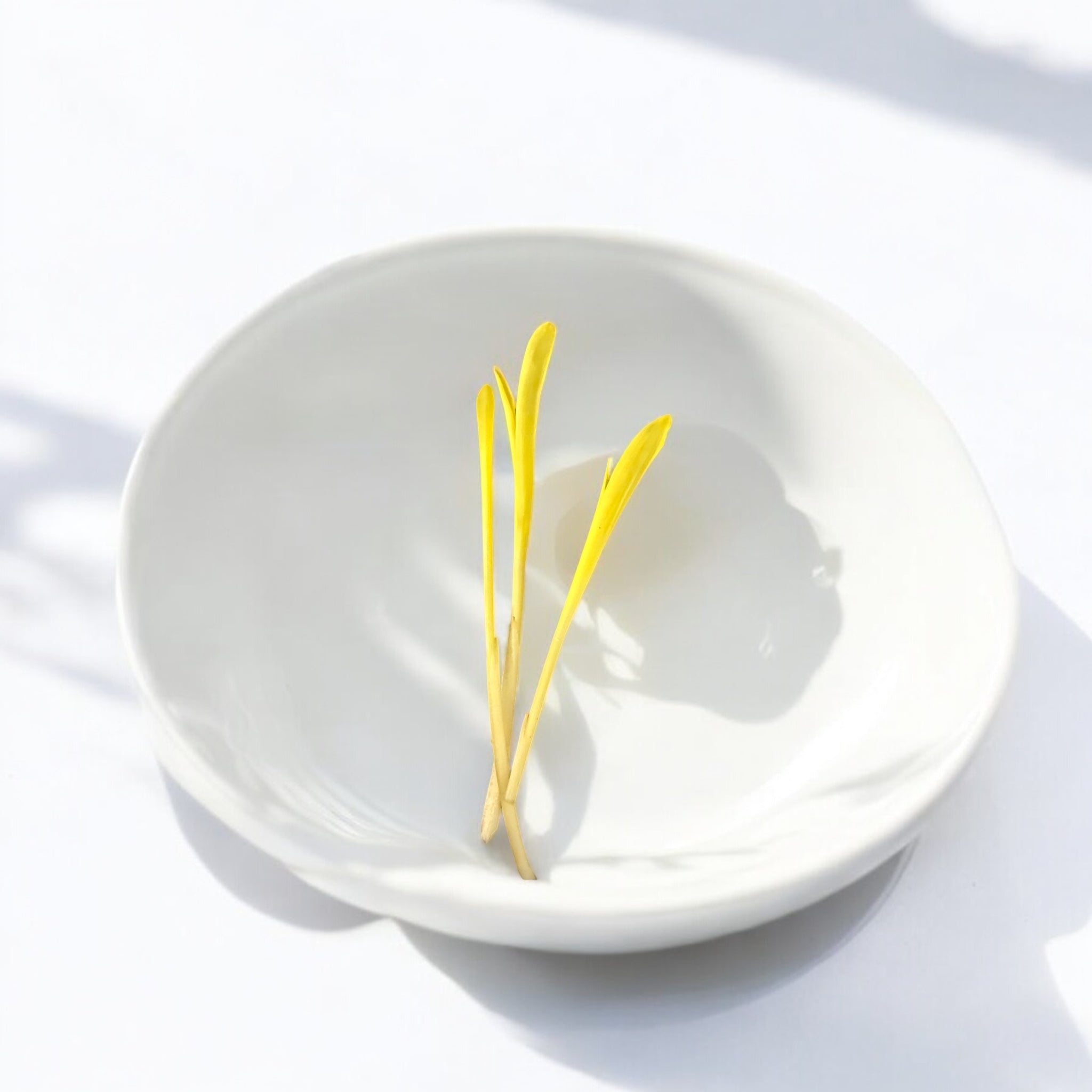 Micropousses de pousses de maïs — Casa Verde Microfarm