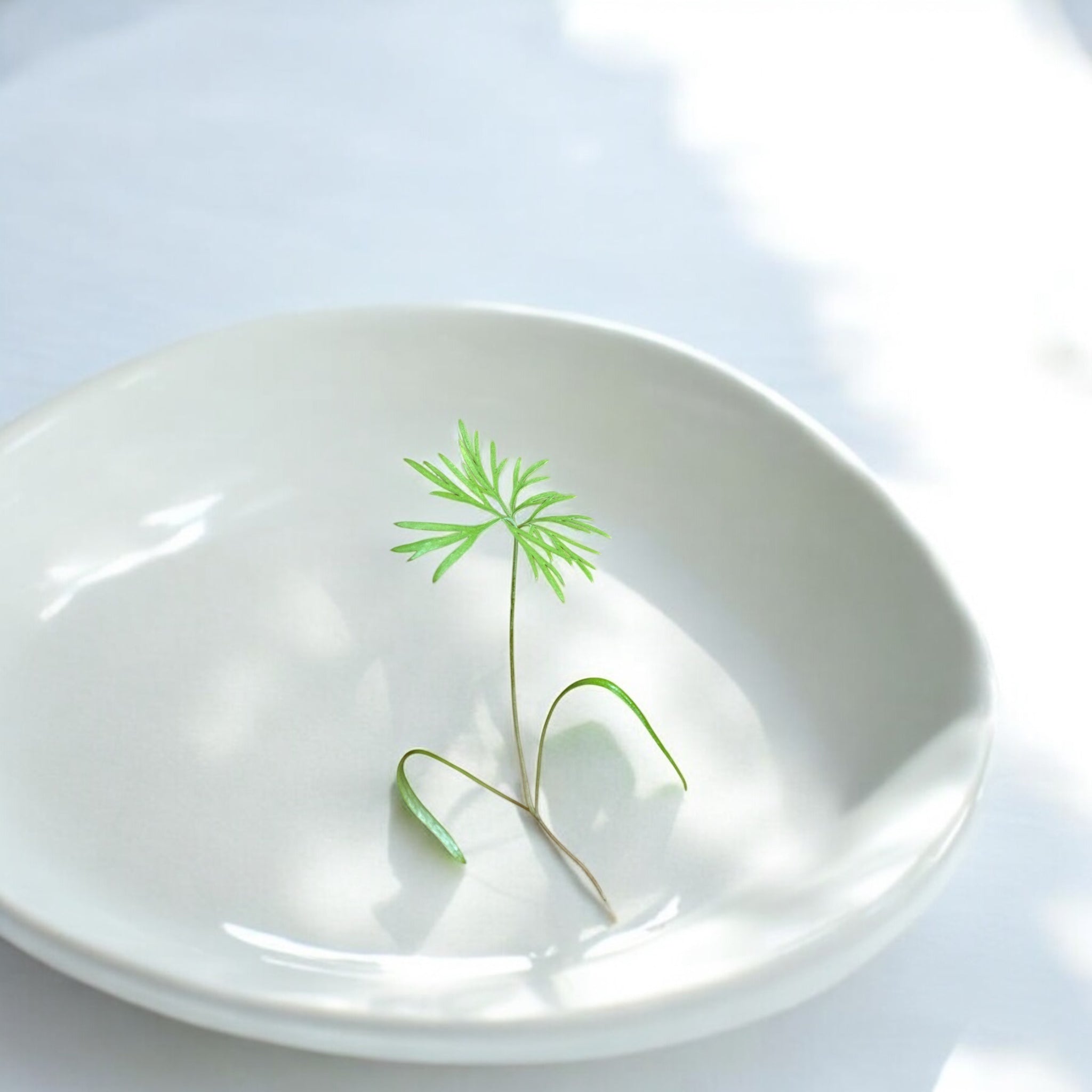 Micropousses de Aneth — Casa Verde Microfarm