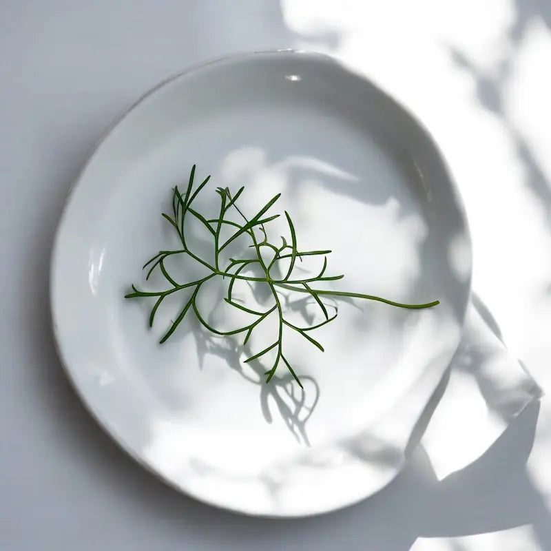 Micropousses de Fenouil — Casa Verde Microfarm