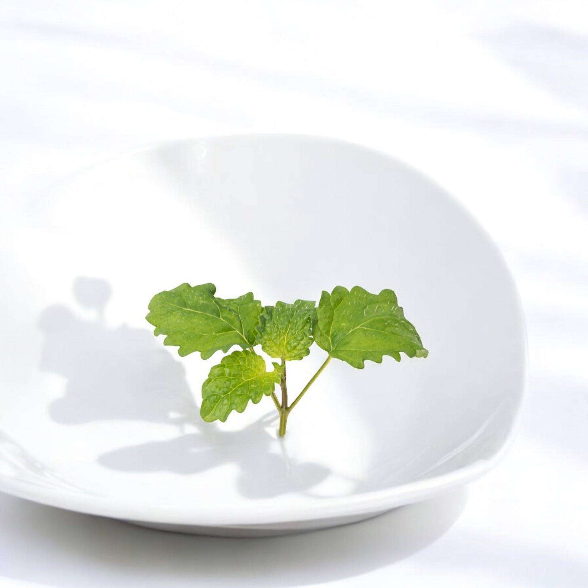 Micropousses de Mélisse officinale — Casa Verde Microfarm