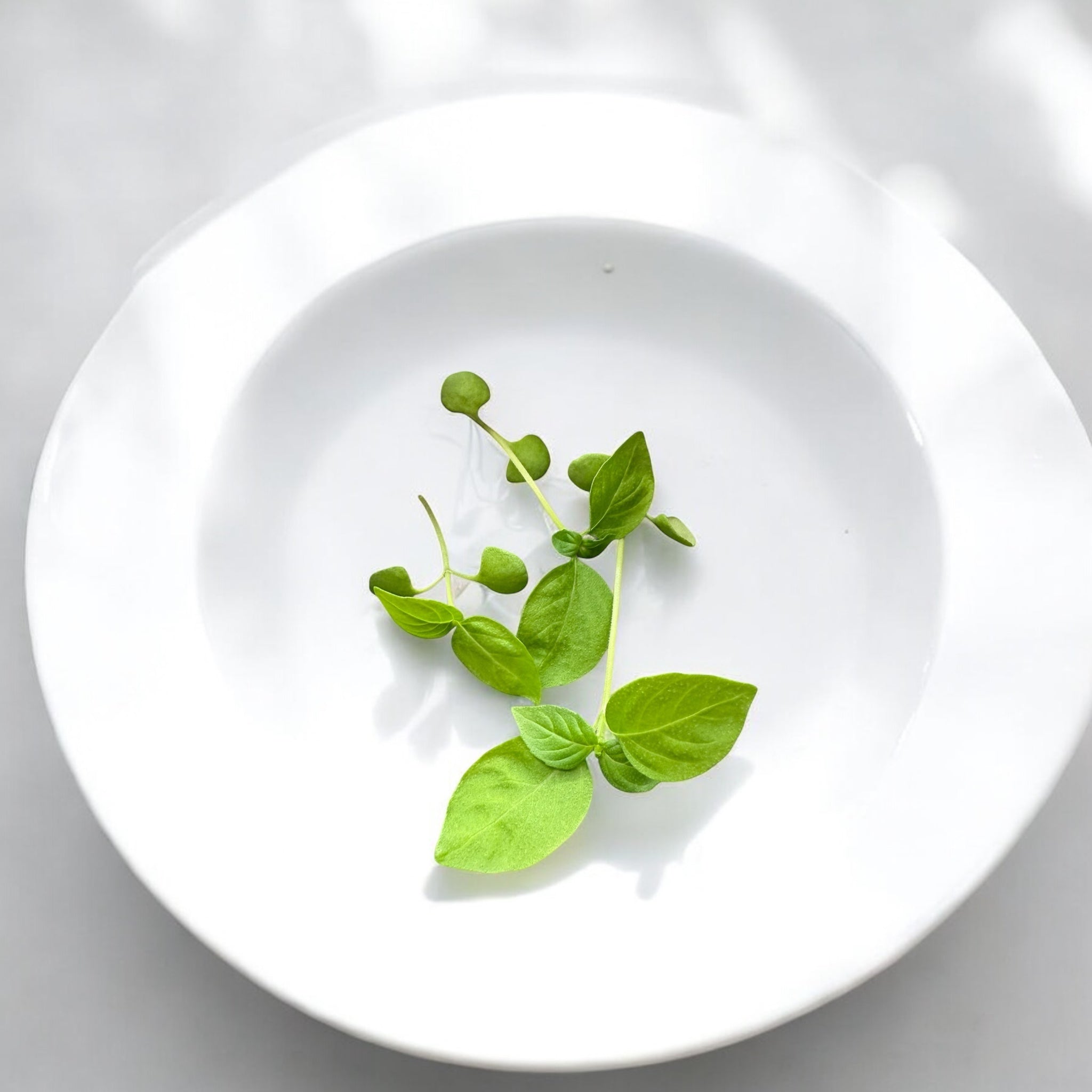 Micropousses de Citron Basilic — Casa Verde Microfarm