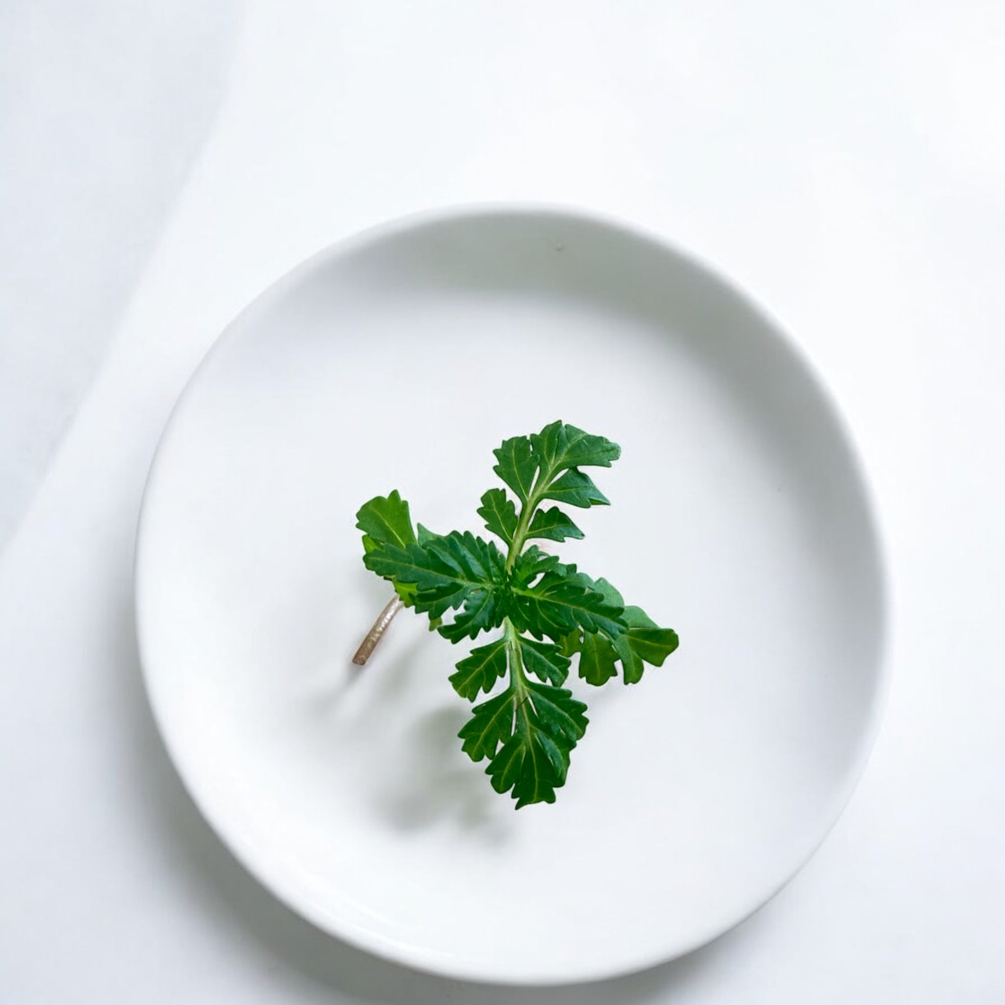 Micropousses de Gemme de souci — Casa Verde Microfarm