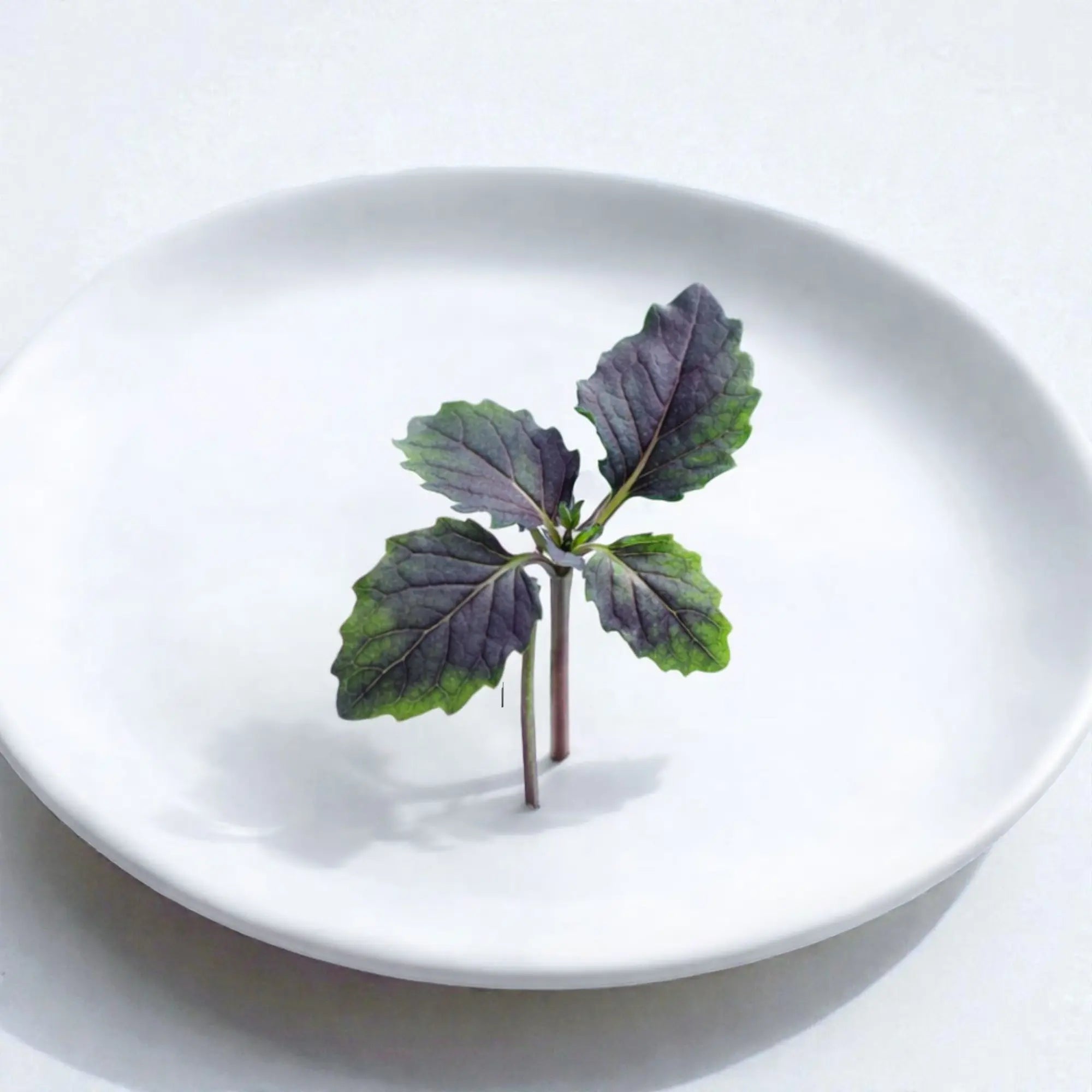 Micropousses de Chou frisé éthiopien Moonshadow (Mini Stage) — Casa Verde Microfarm