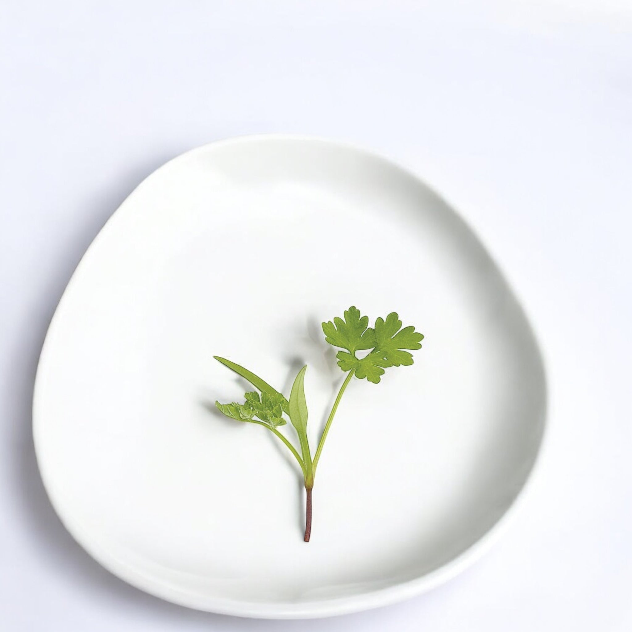 Micropousses de Persil — Casa Verde Microfarm