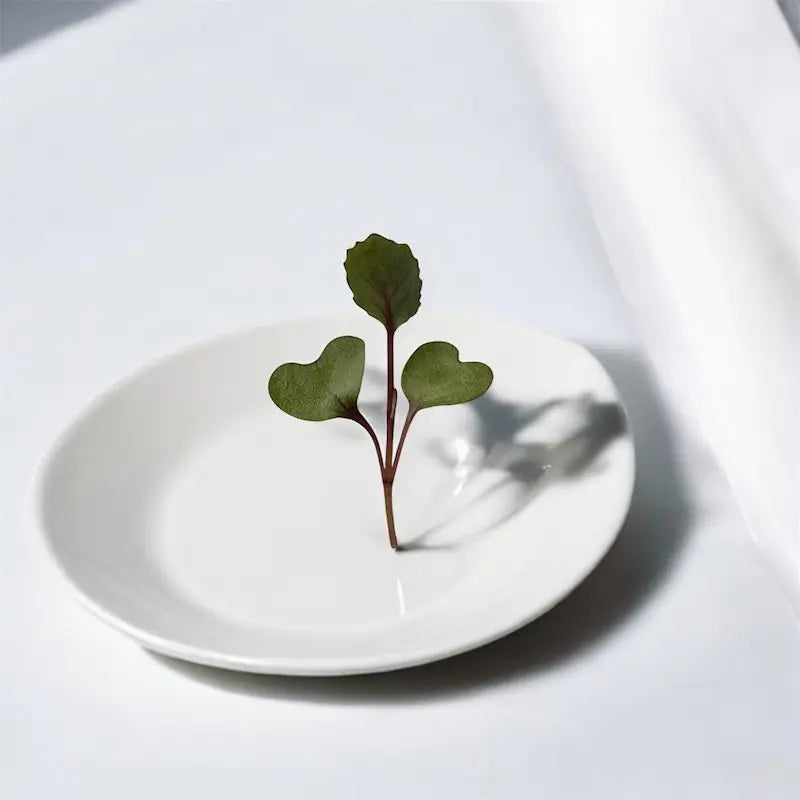 Micropousses de Chou rouge d'Acre — Casa Verde Microfarm