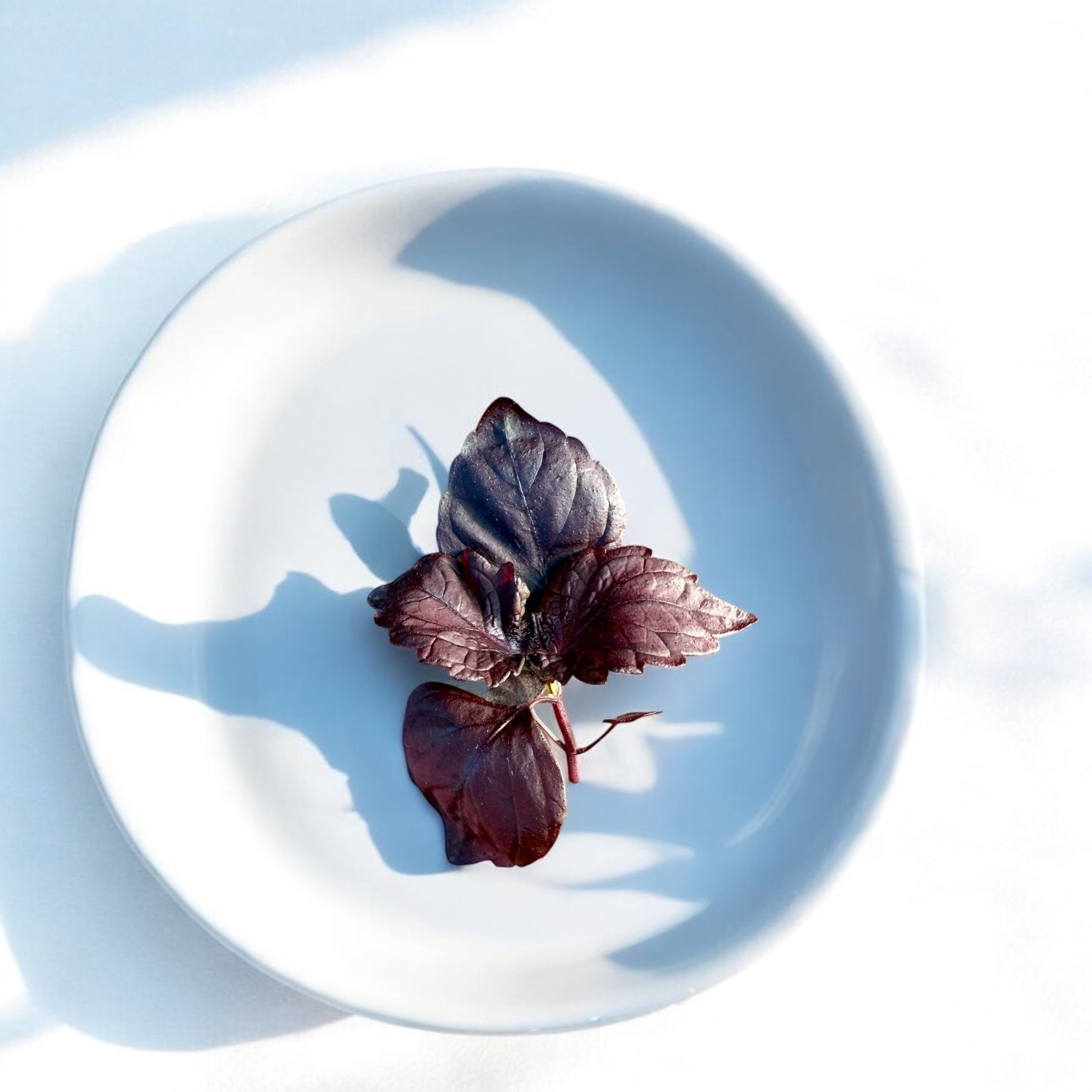 Micropousses de Shiso rouge — Casa Verde Microfarm