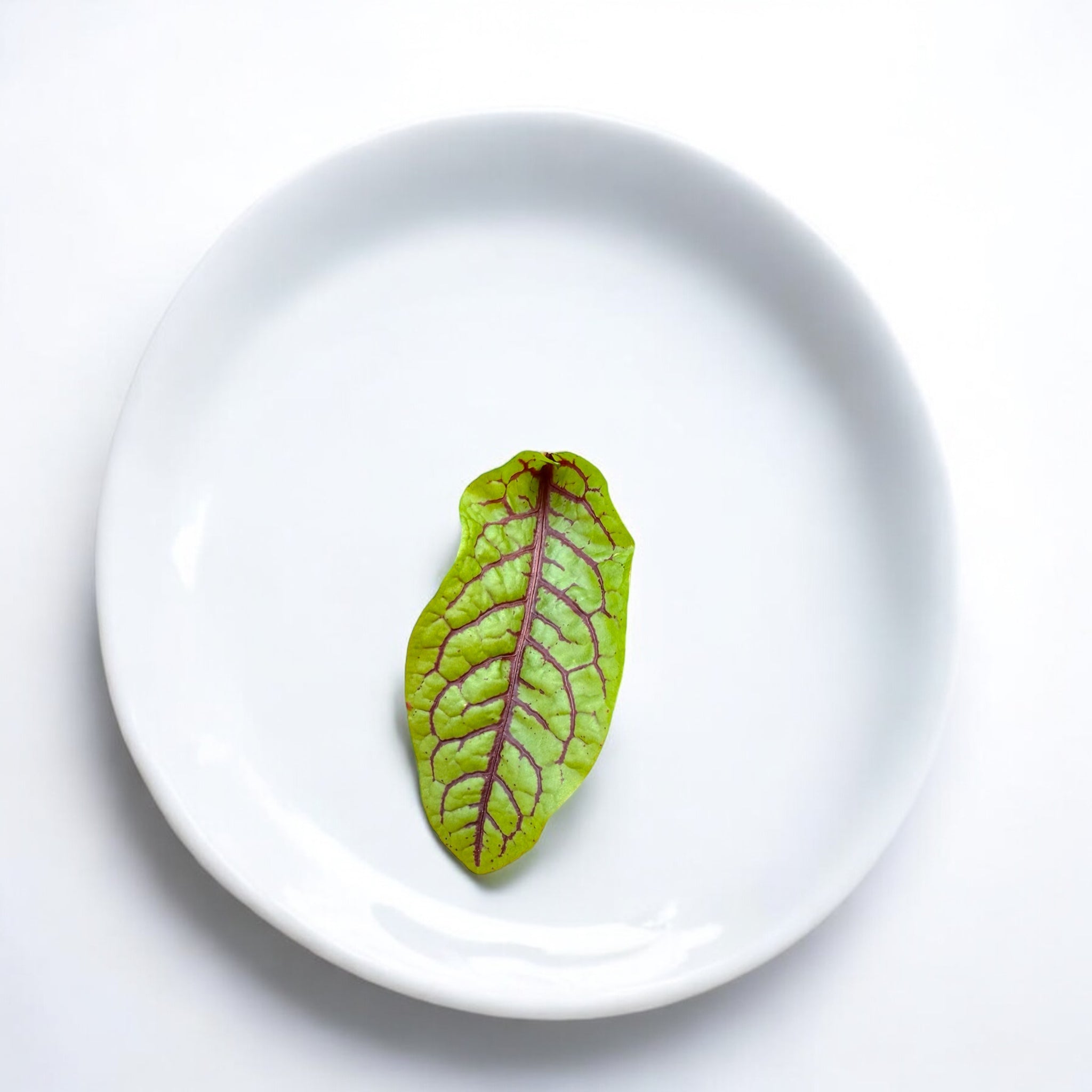 Micropousses de Oseille à veines rouges — Casa Verde Microfarm