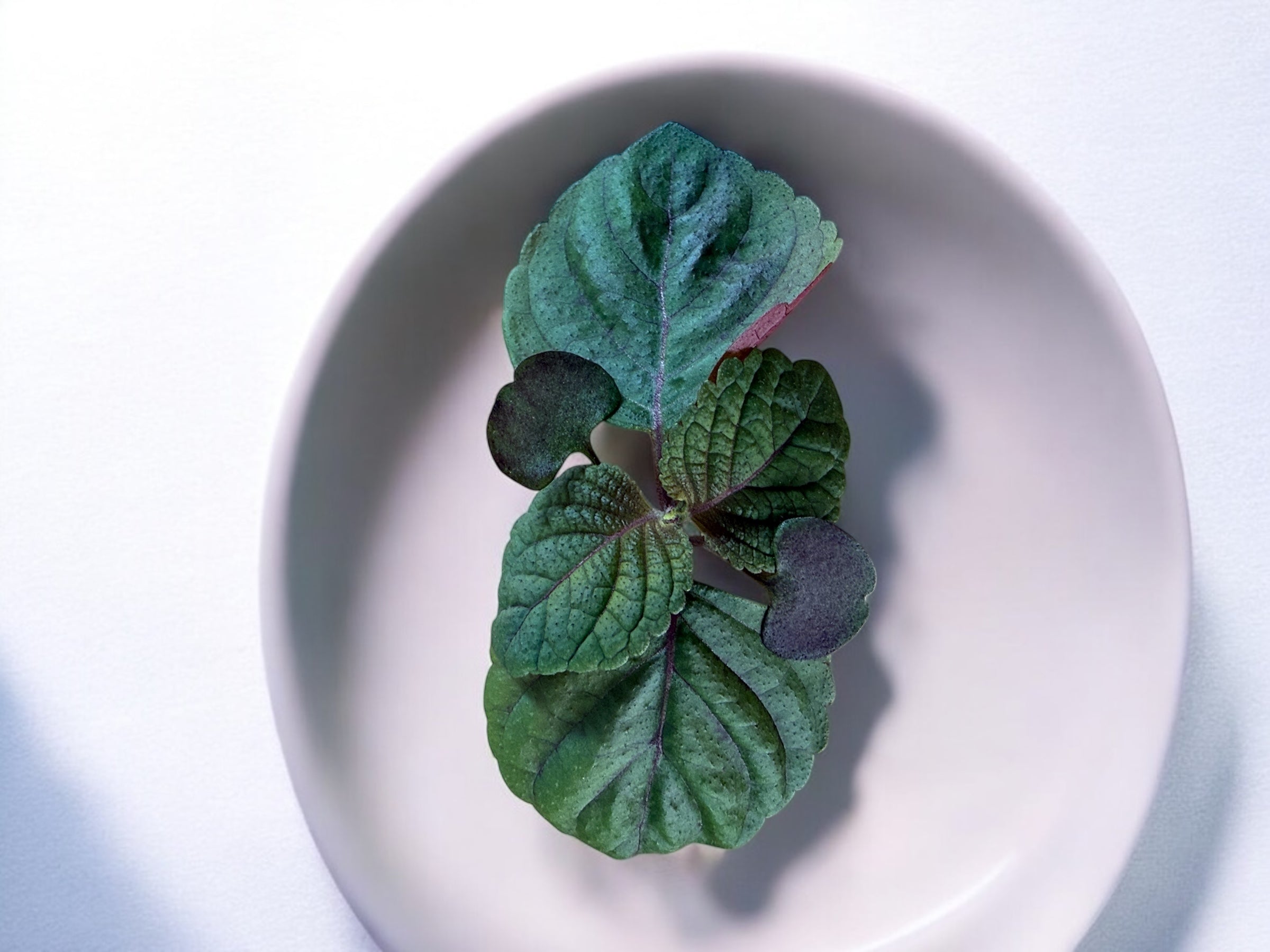 Micropousses de Micropousses de Shiso Britton — Casa Verde Microfarm