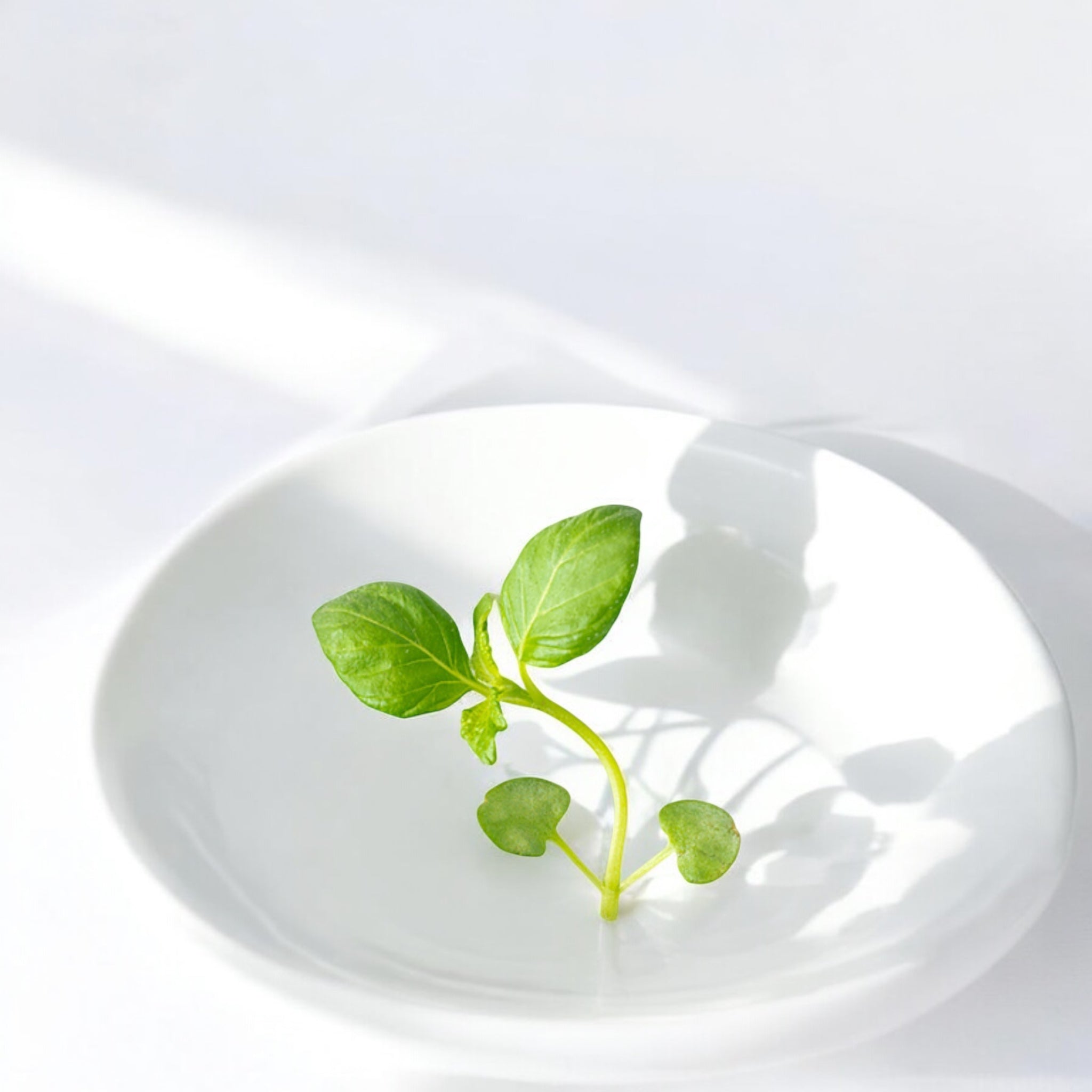 Micropousses de Parilla au shiso vert — Casa Verde Microfarm