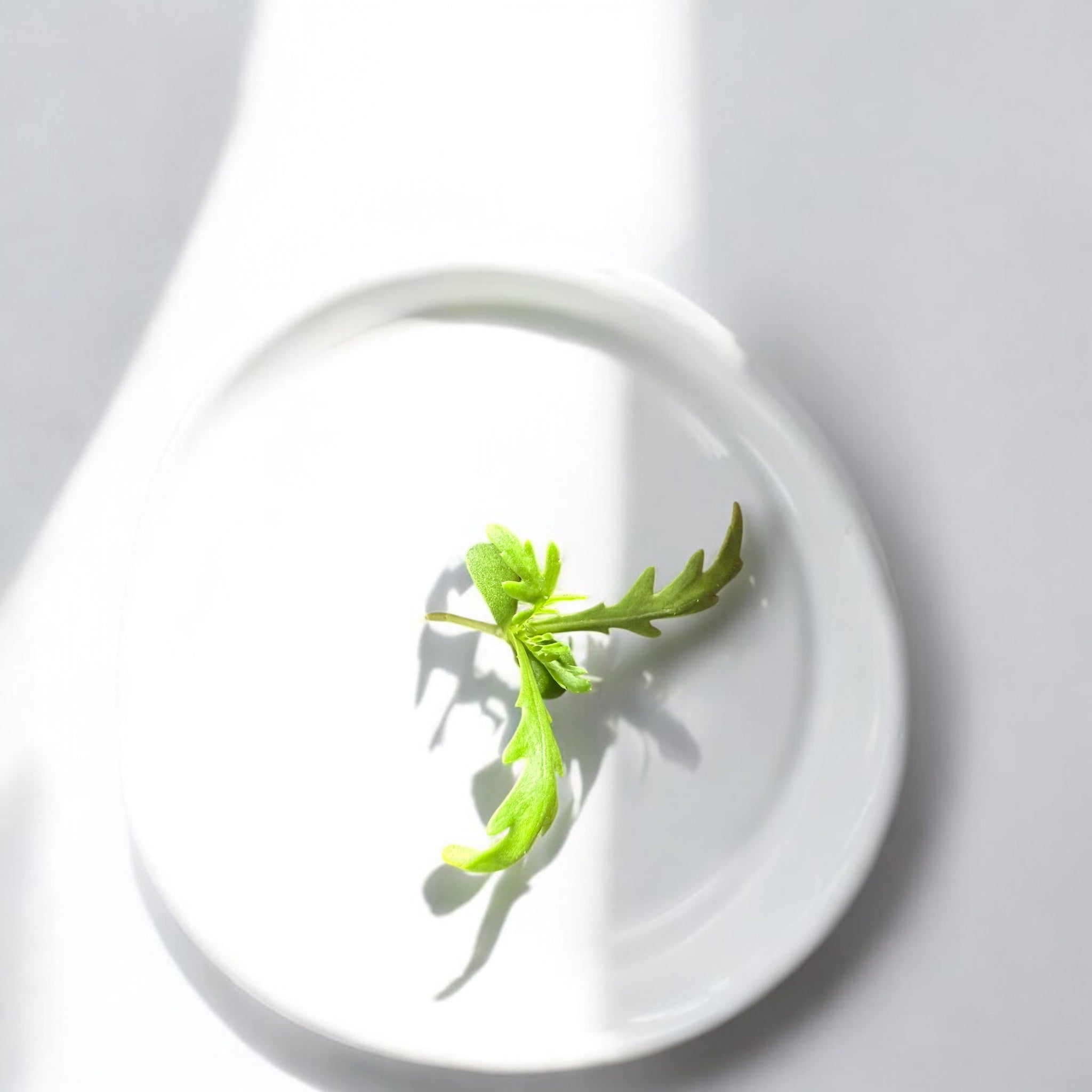 Micropousses de Micropousses de Shungiku — Casa Verde Microfarm