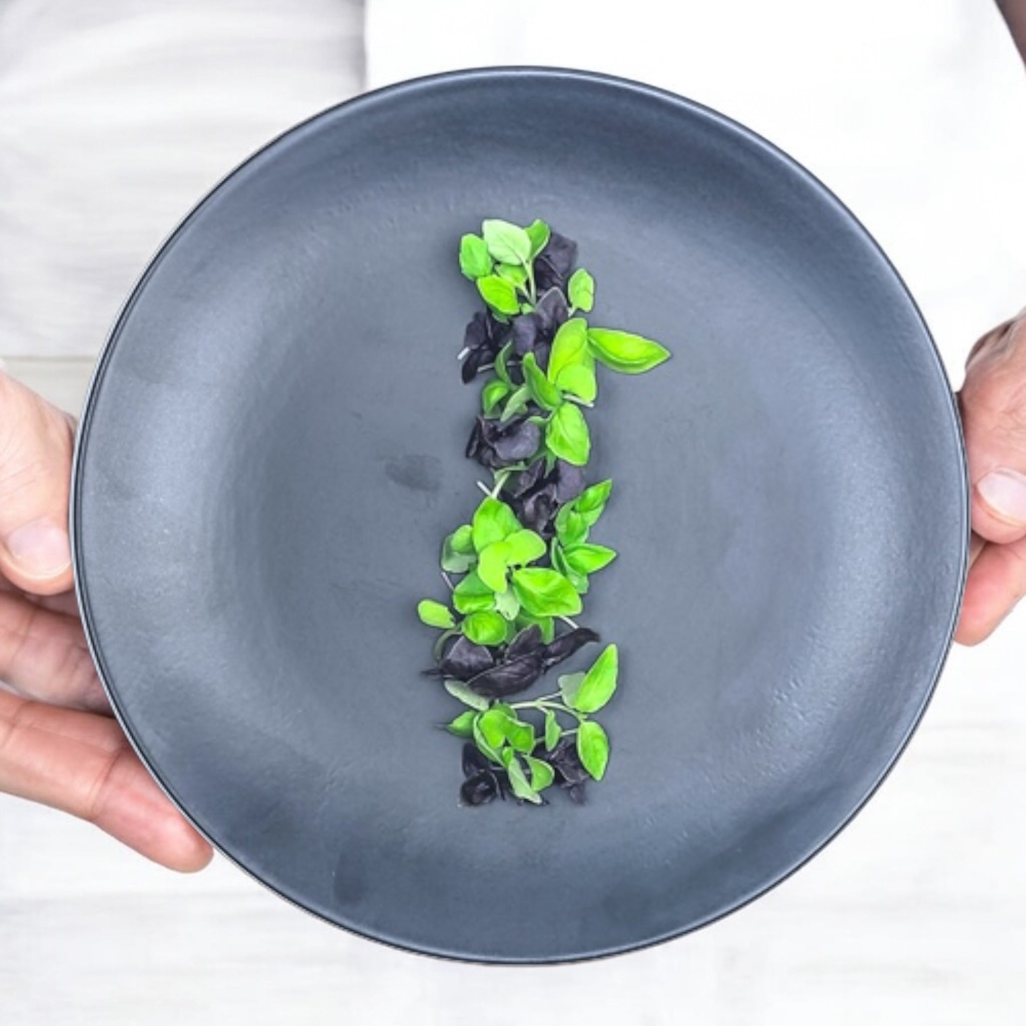 Micropousses de Basilic mélangé (étape 2) — Casa Verde Microfarm