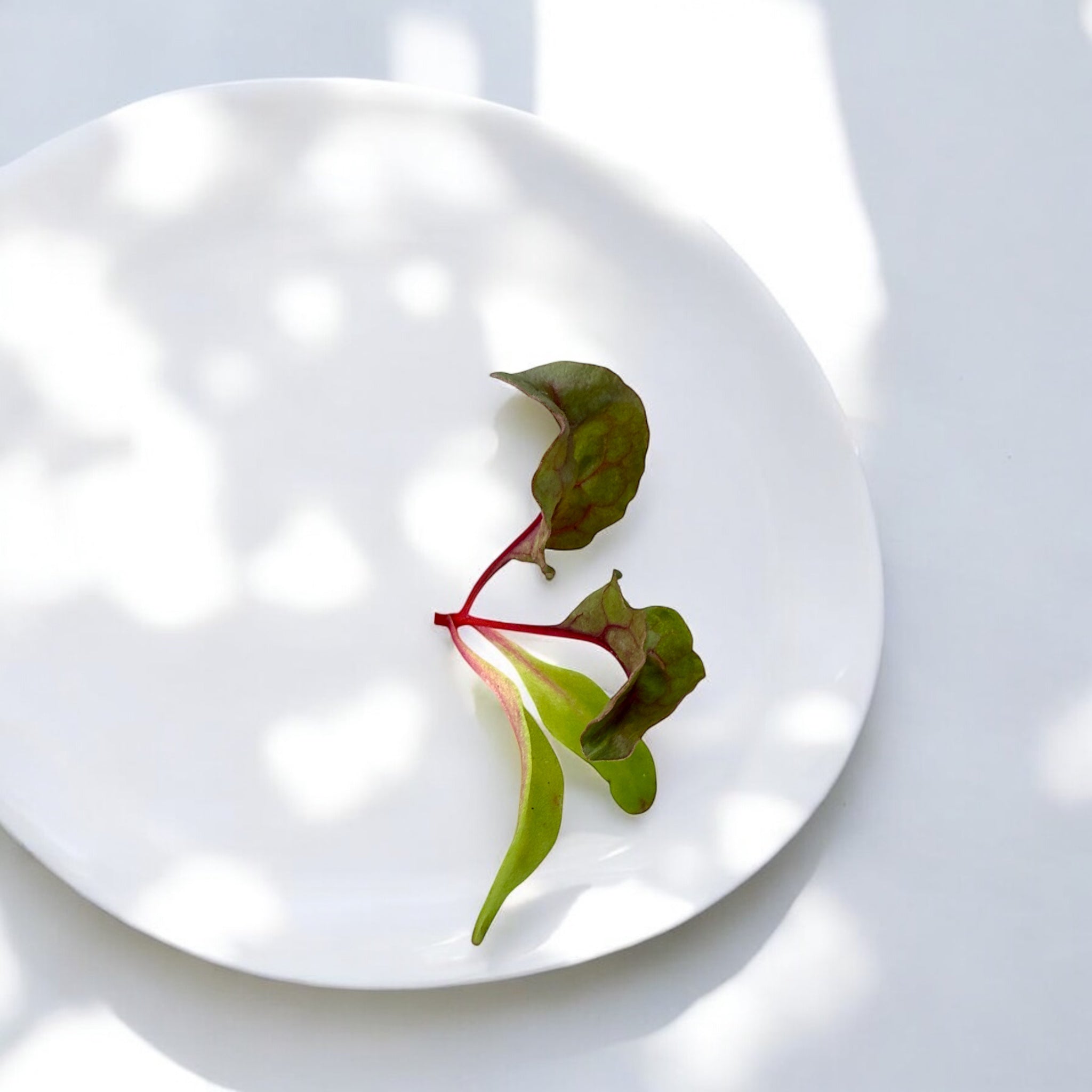 Micropousses de Bette à carde rouge — Casa Verde Microfarm