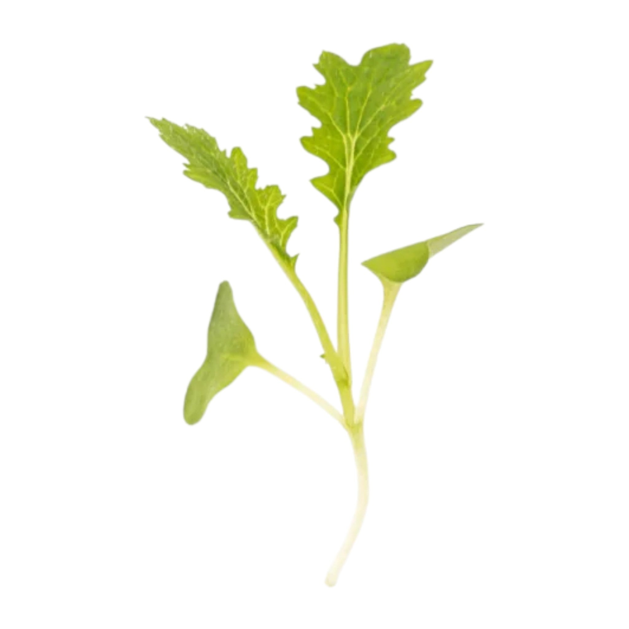 Micropousses de Moutarde au wasabi — Casa Verde Microfarm