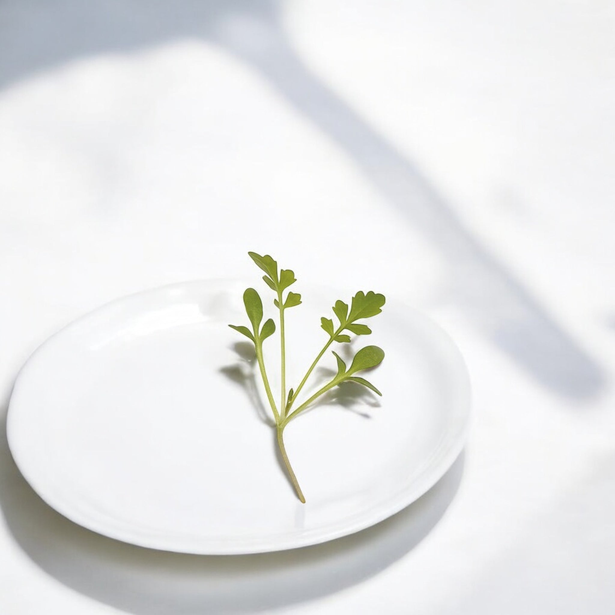 Micropousses de Cresson — Casa Verde Microfarm