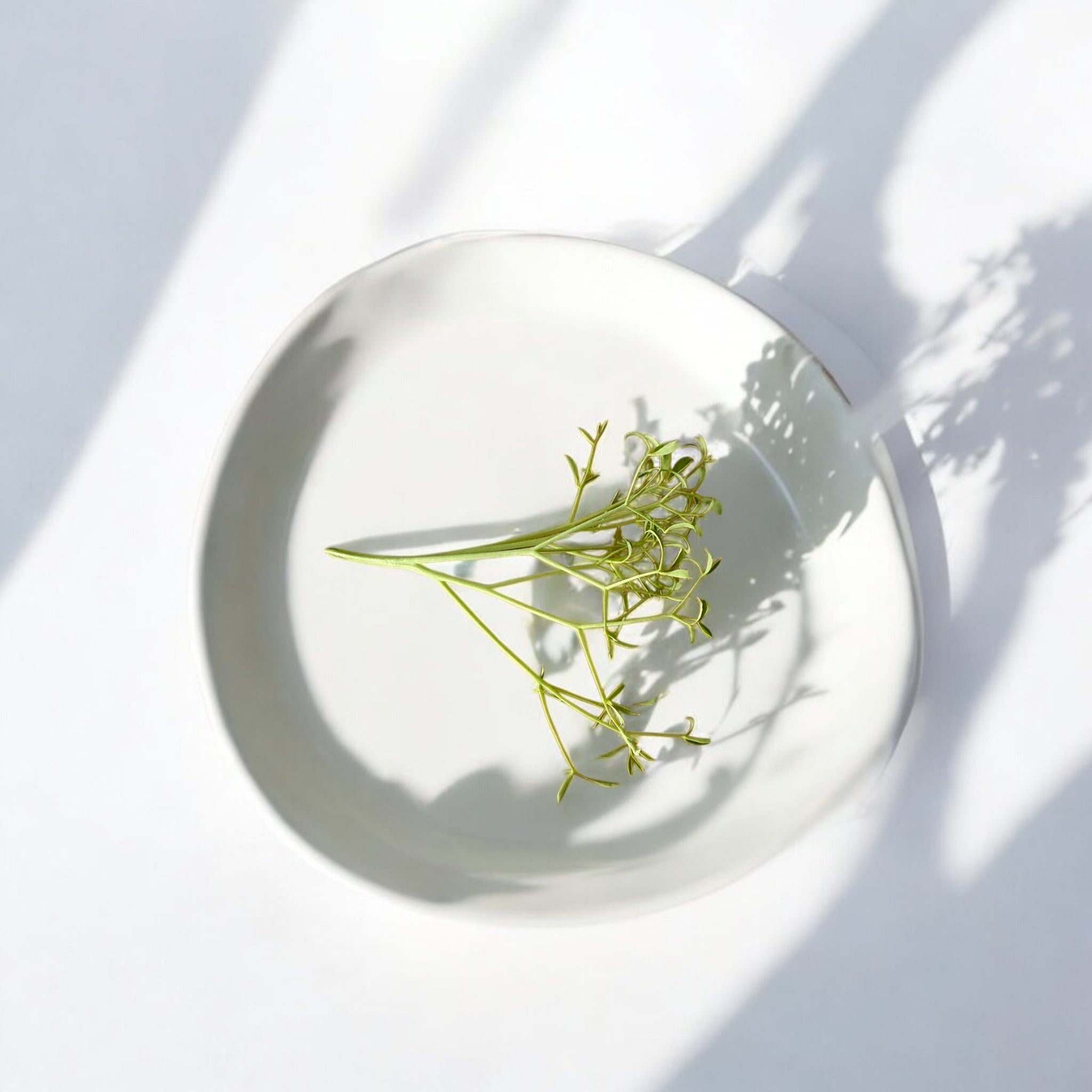 Micropousses de pois au persil — Casa Verde Microfarm