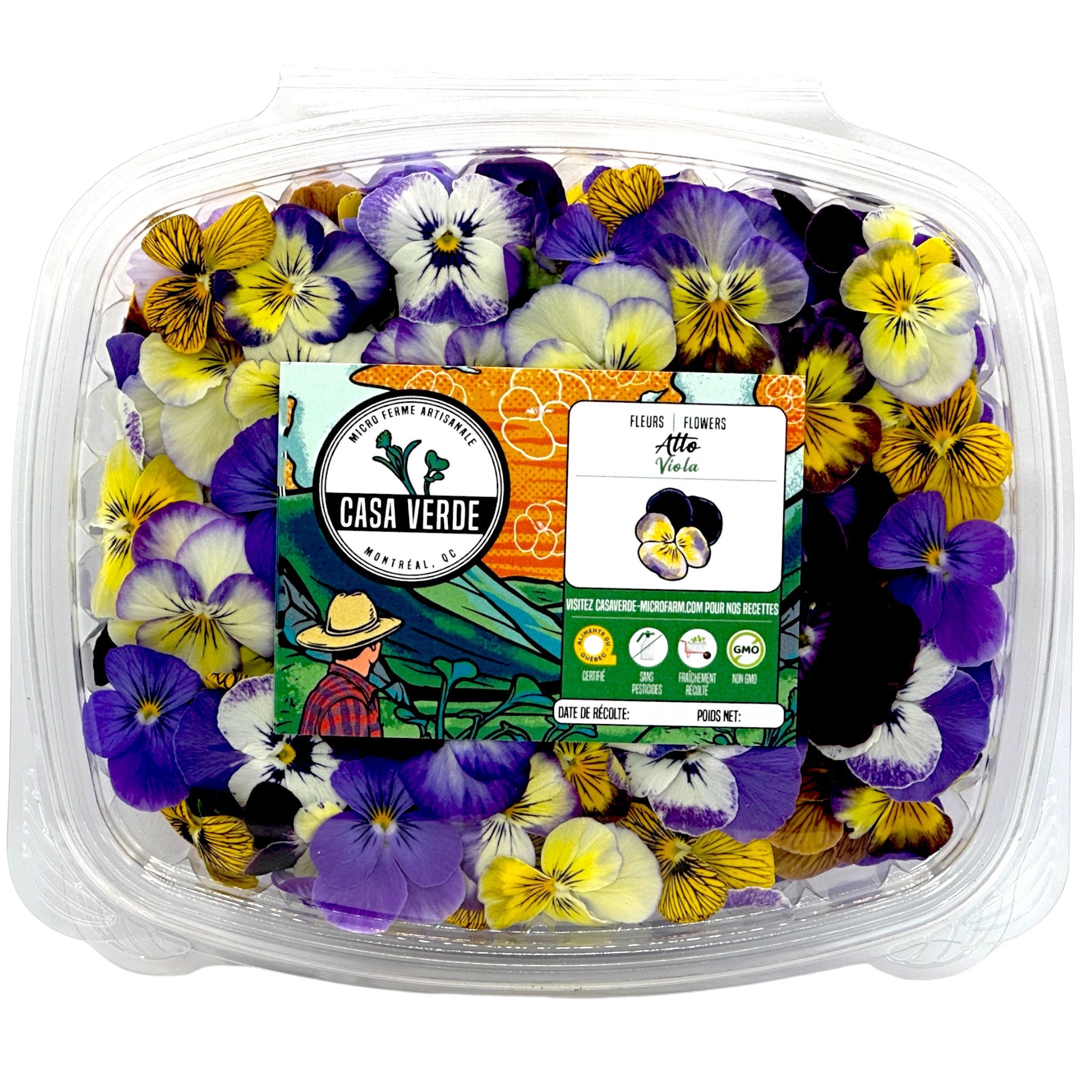 Micropousses de Fleurs mixtes comestibles de pensée violette — Casa Verde Microfarm