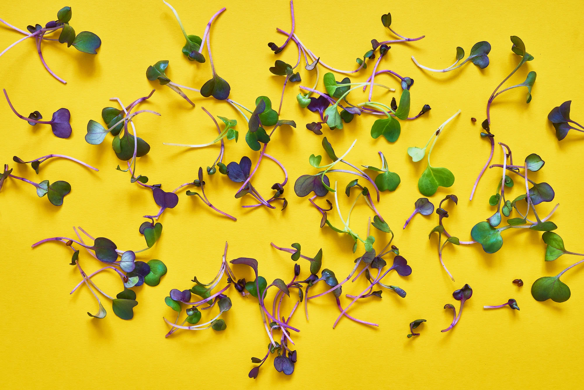 Scattered purple and green microgreen cuttings on a bright yellow background — Casa Verde Specialty Blends
