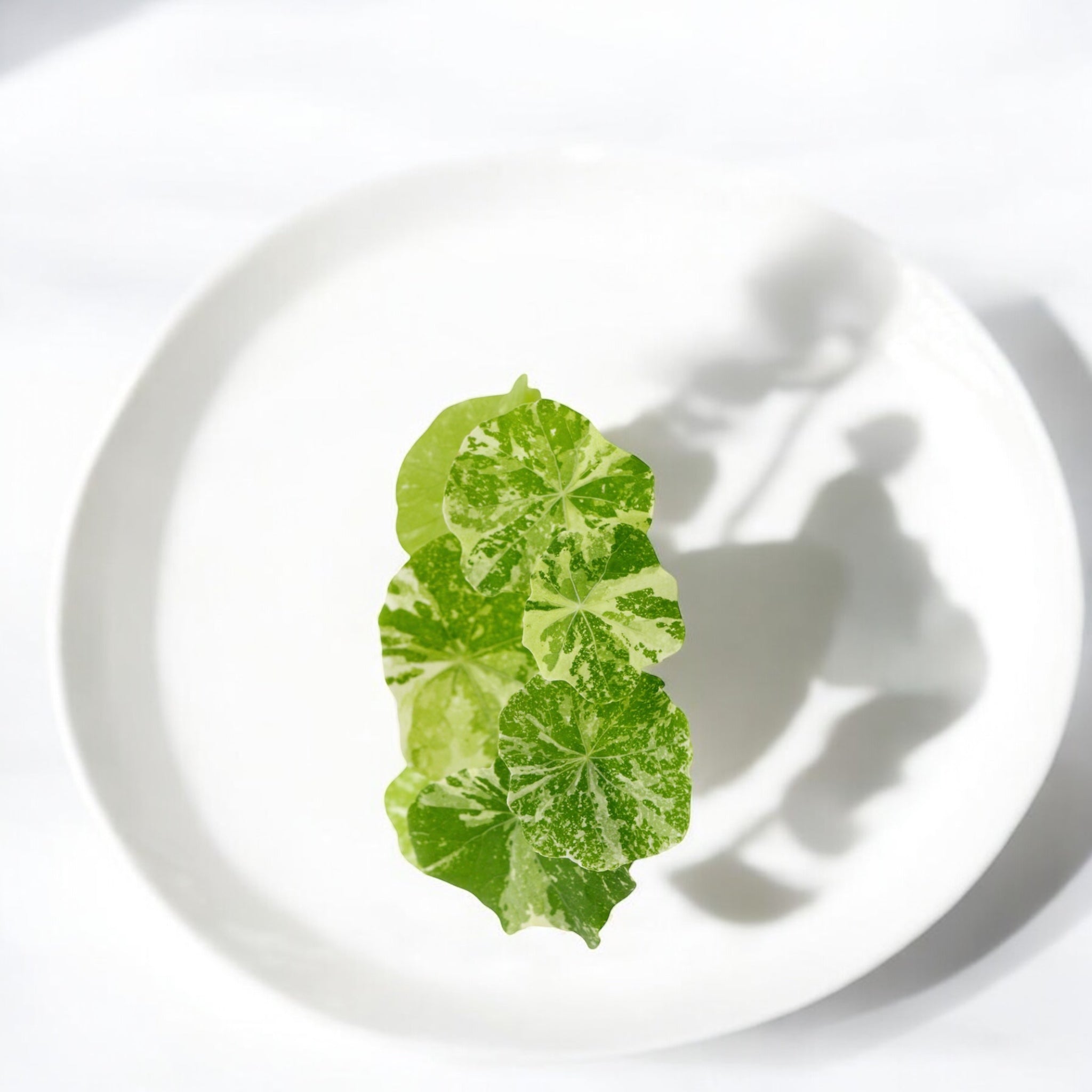 Alaskan Nasturtium microgreens with cream-and-green variegated leaves and vibrant pink-magenta stems from Casa Verde