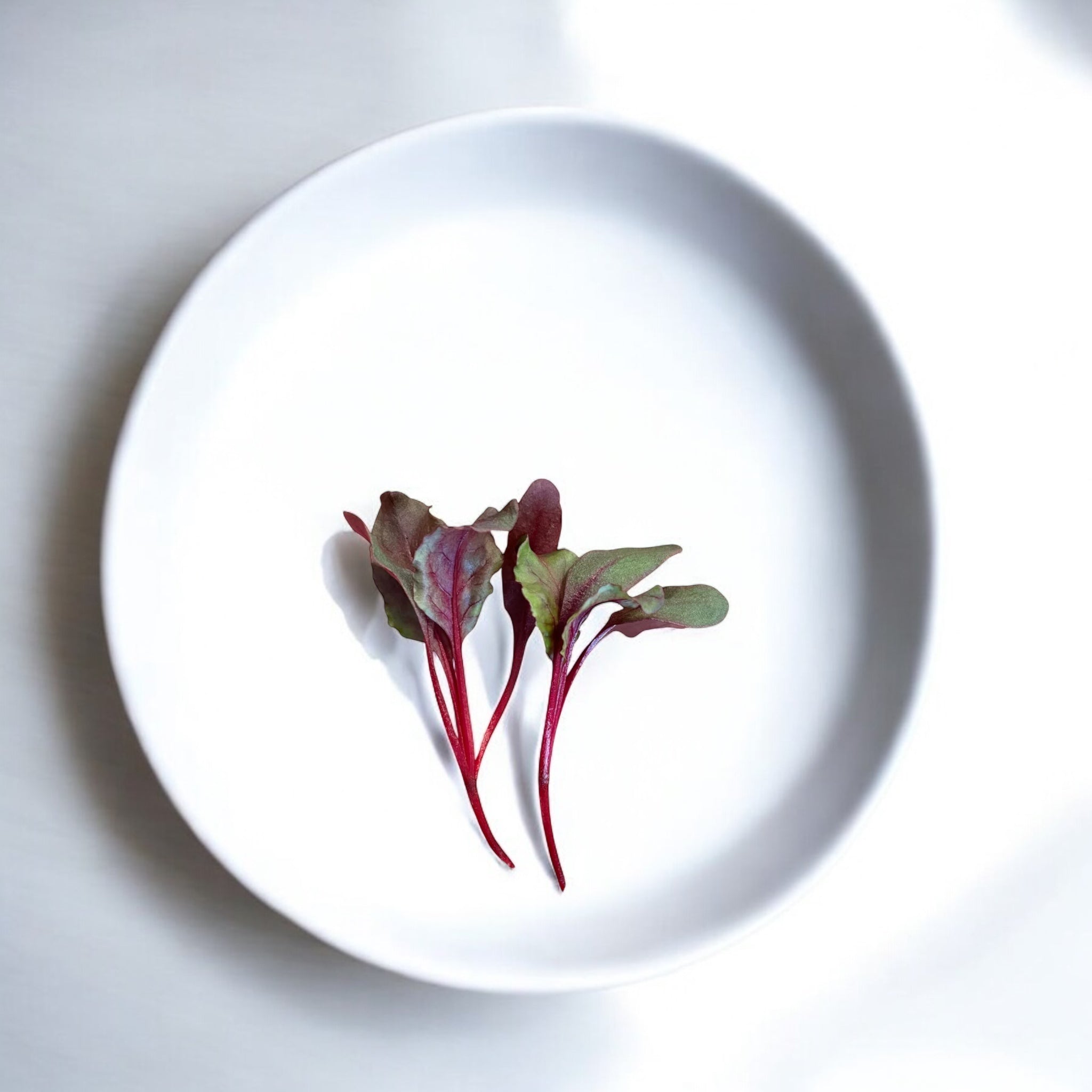 Micropousses de Betterave Early Wonder — Casa Verde Microfarm