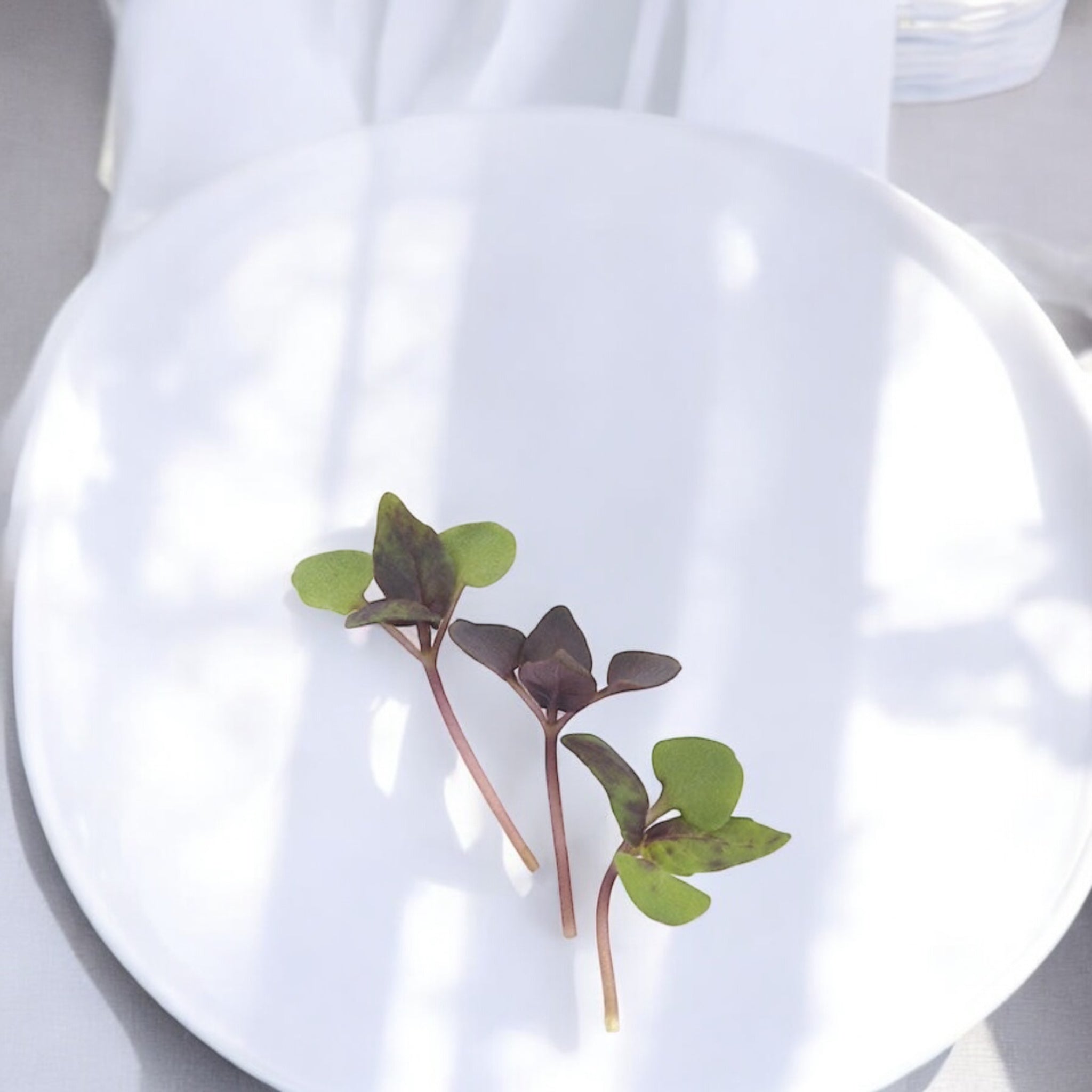 Micropousses de Basilic mélangé (étape 1) — Casa Verde Microfarm