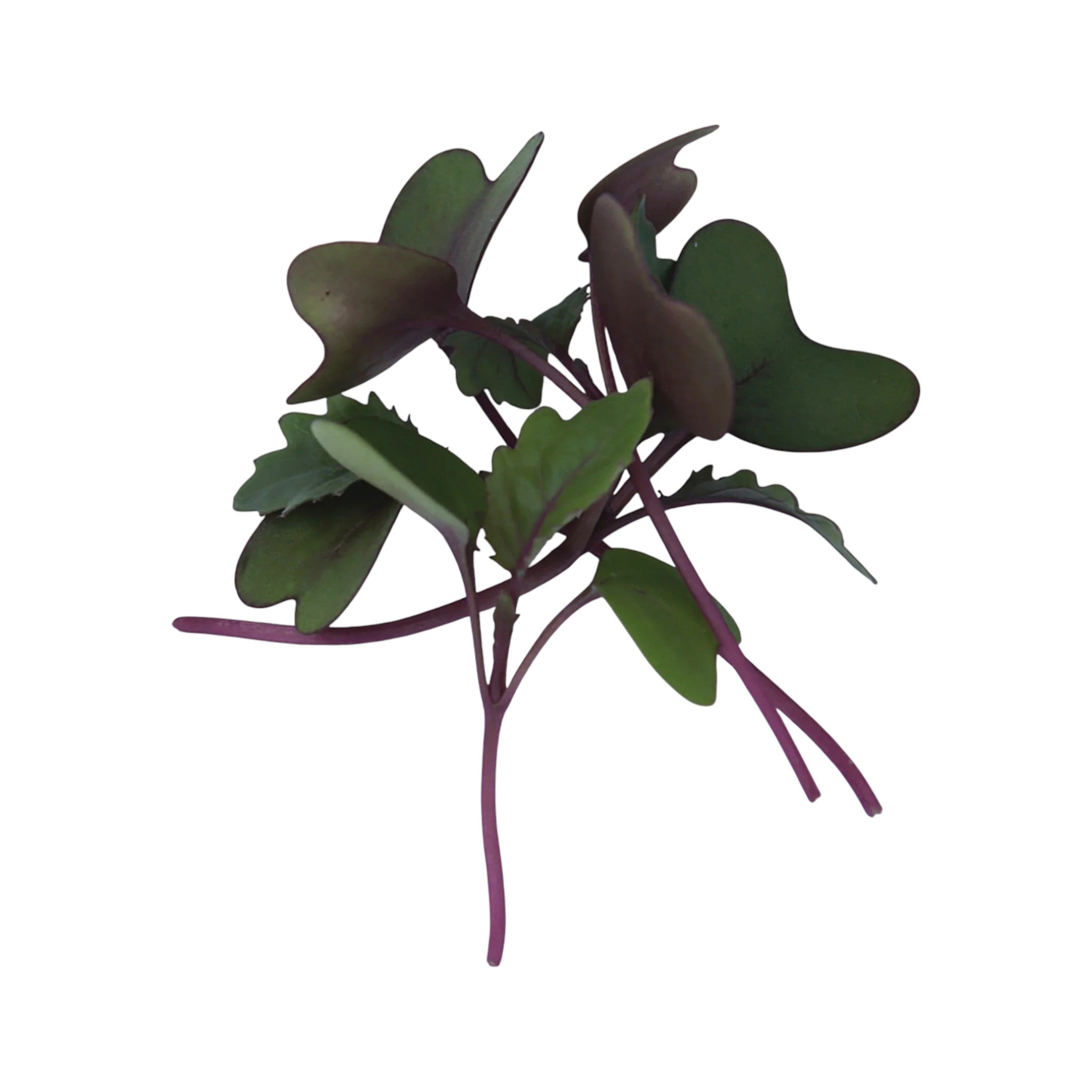 Micropousses de Chou-rave violet — Casa Verde Microfarm
