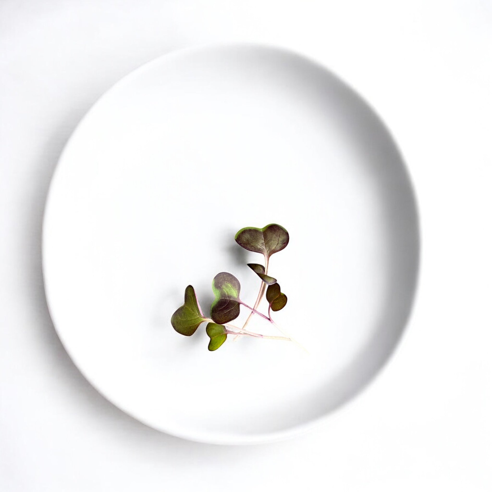 Micropousses de Radis rouge — Casa Verde Microfarm