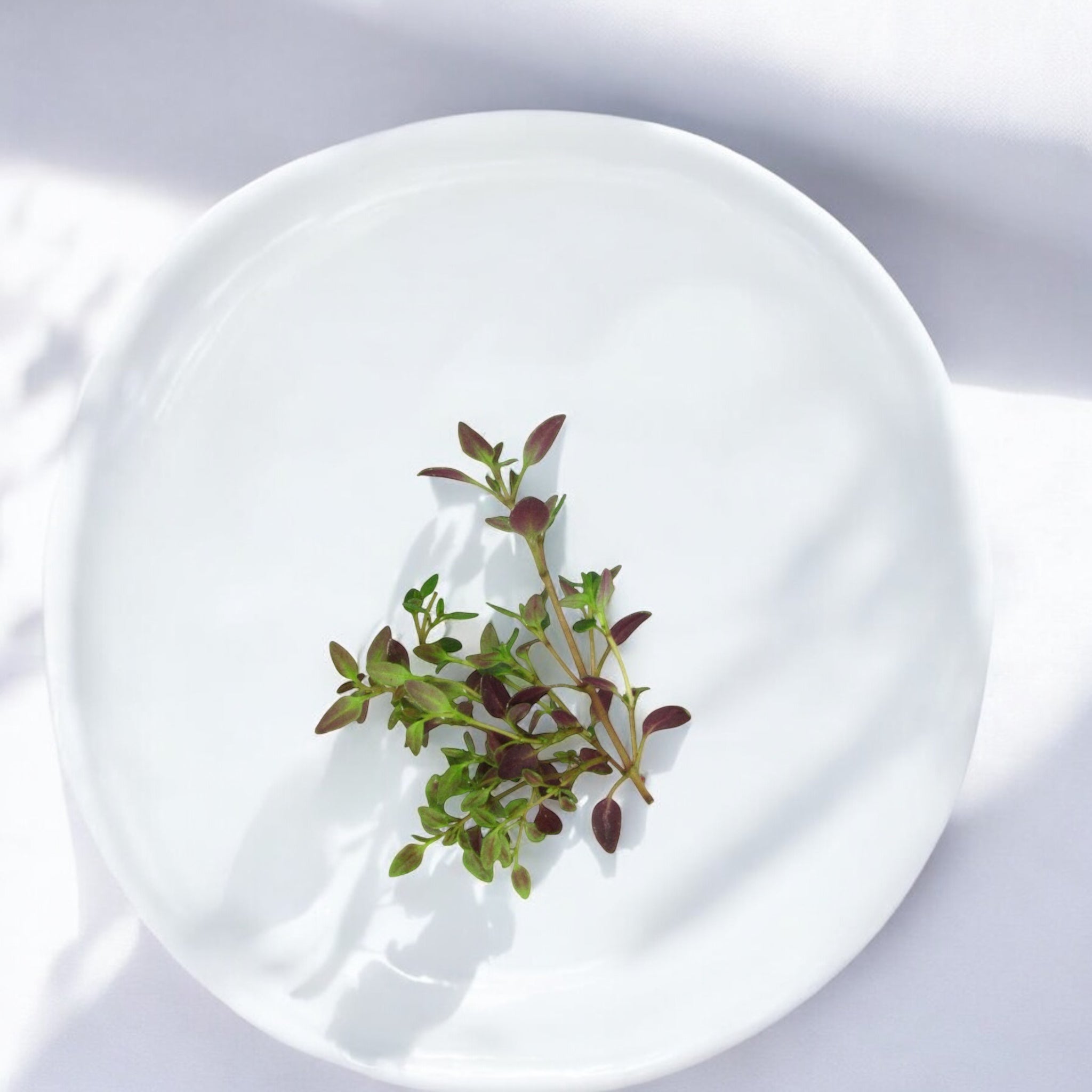 Micropousses de Micro-thym — Casa Verde Microfarm