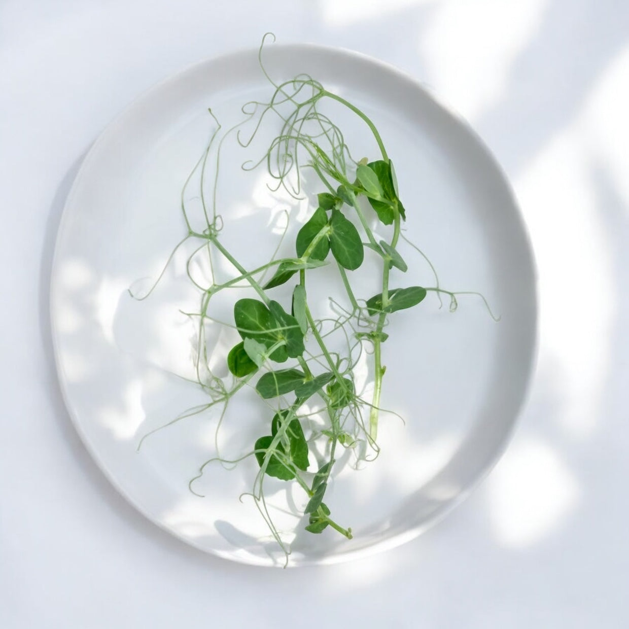 Micropousses de Pois vrilles — Casa Verde Microfarm
